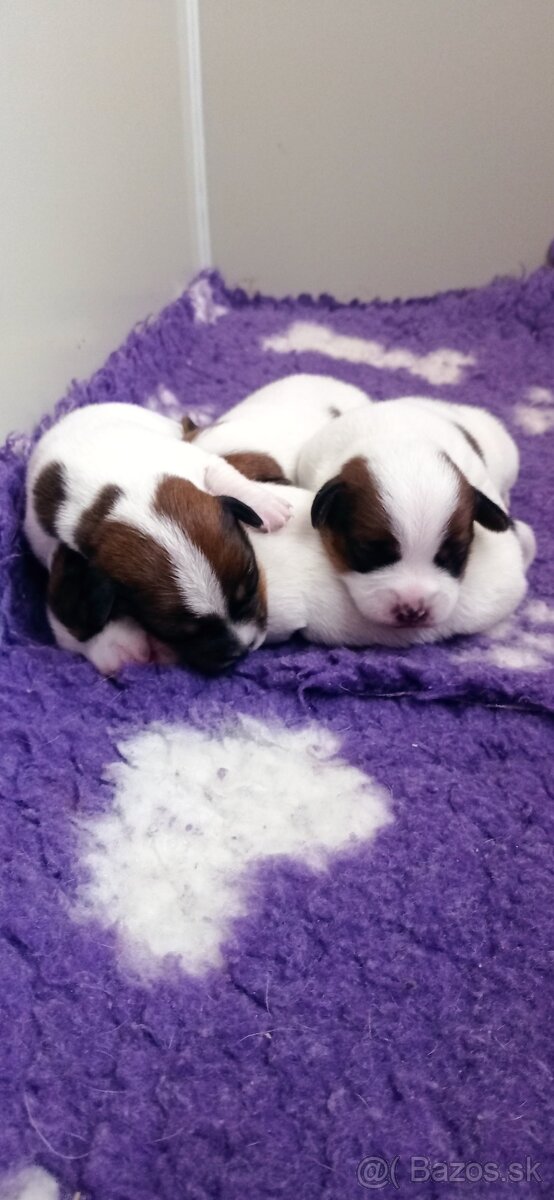 Jack Russell teriér s průkazem původu  - pejsek - 4