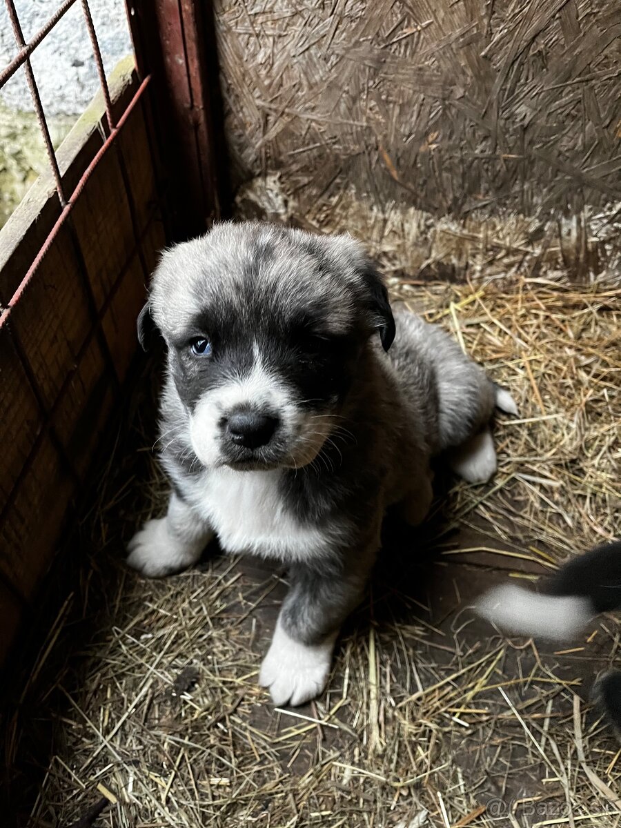 Stredoázijský ovčiak - šteniatka - 4