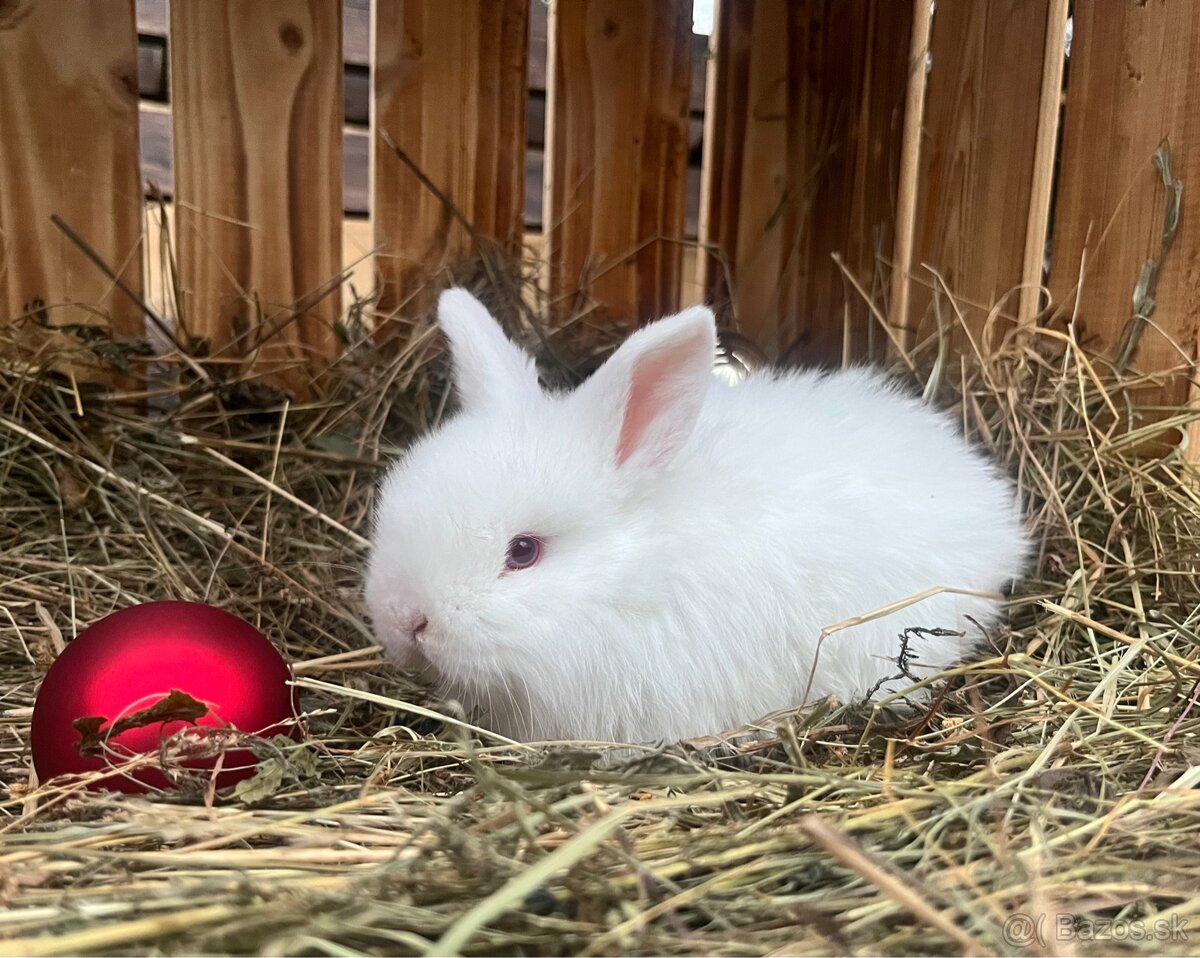 Zakrslý baranček (Minilop) - 4