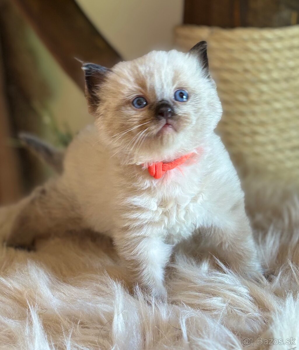 Ragdoll kotě s PP ( FIFE) - 4