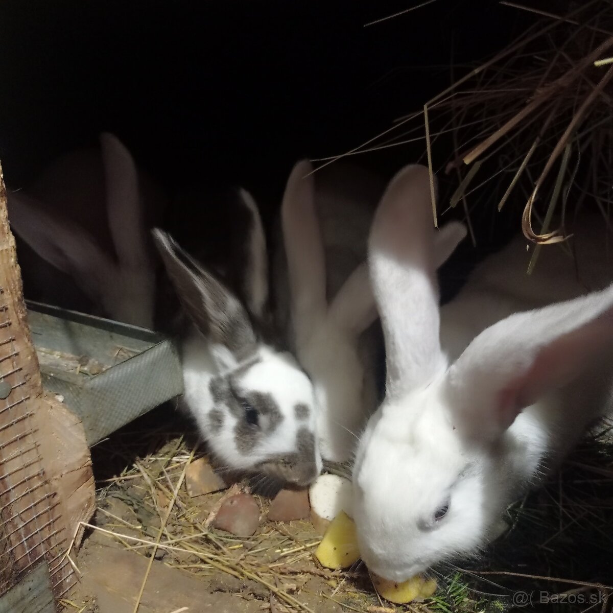 Predám zajace - 4