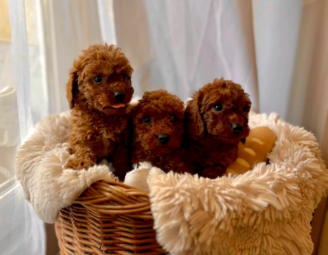 Dark Red miniature / Poodle / Pudlik / Poodel / pudel /pudl - 4