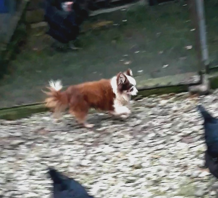 Čivava ‐ dospelý psík - 4