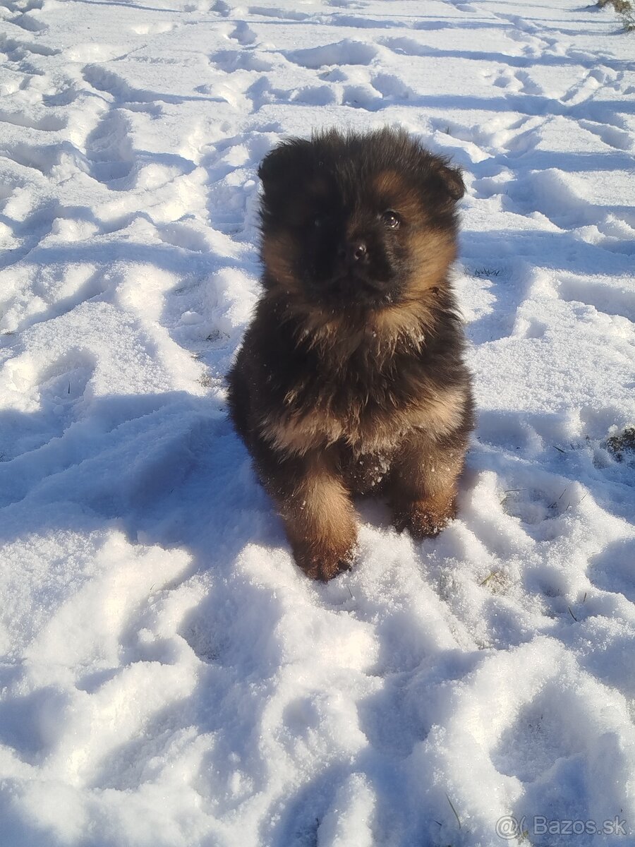 Nemecký ovčiak - 4