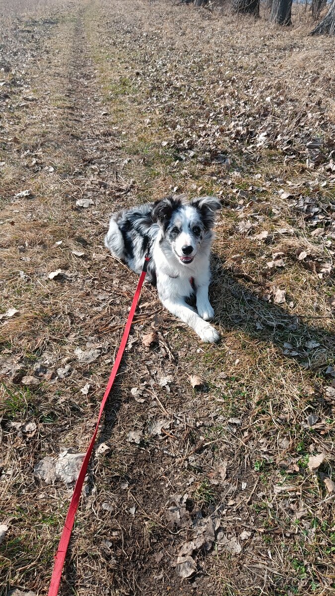 5-mesačné šteniatko Border kolie - merle - 4