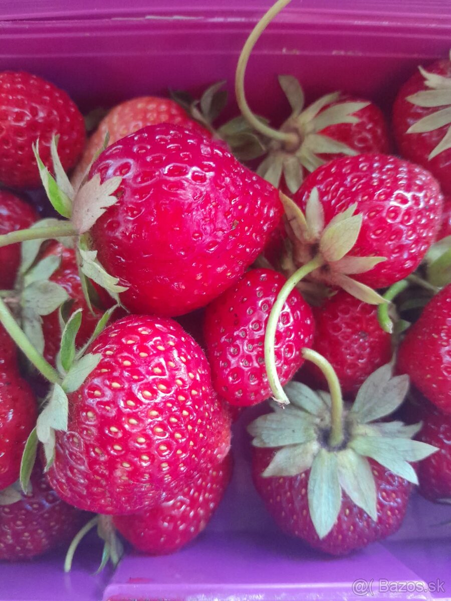 Predám sadenice jahôd - 4