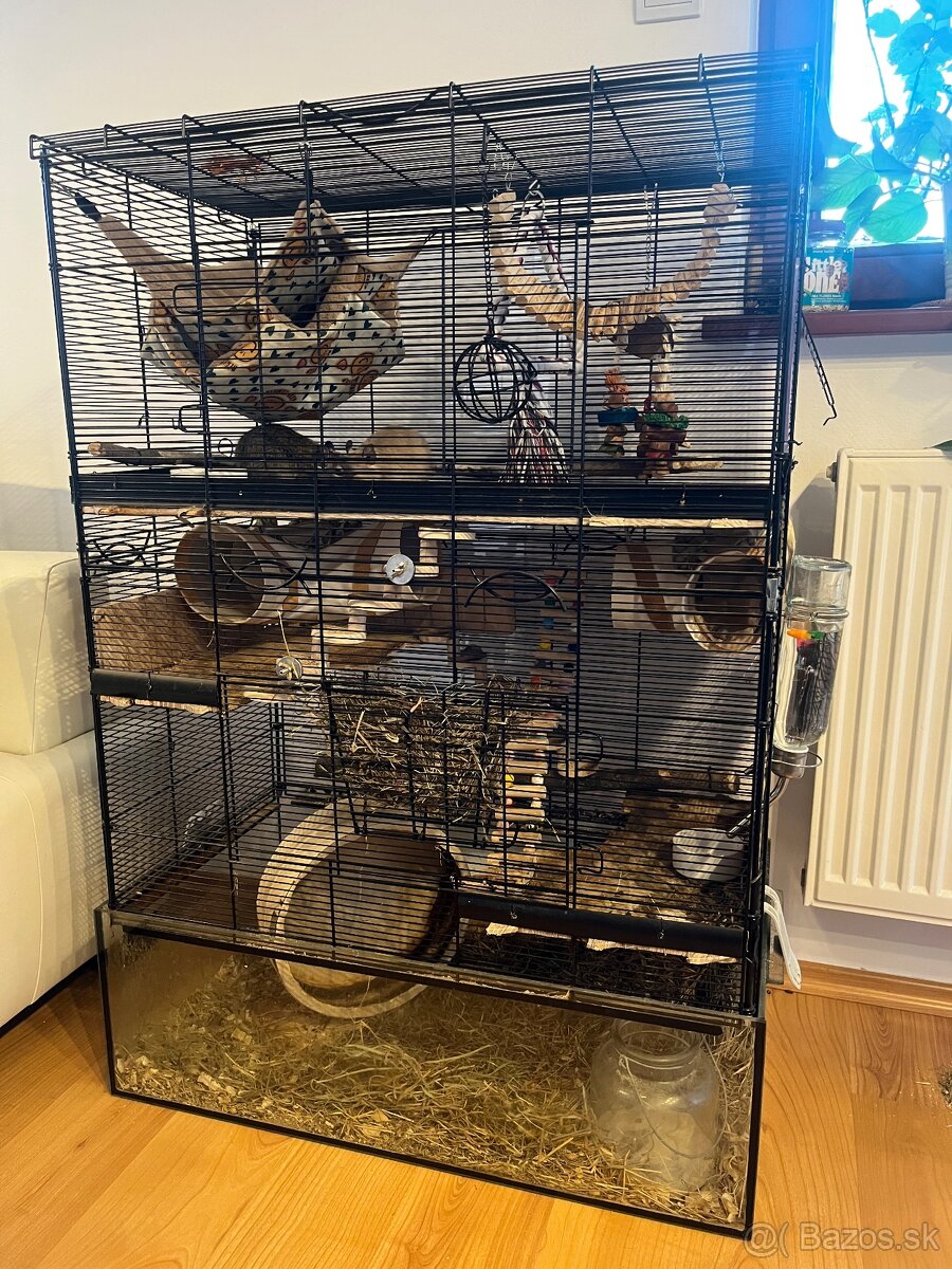 Osmak Degu - 4