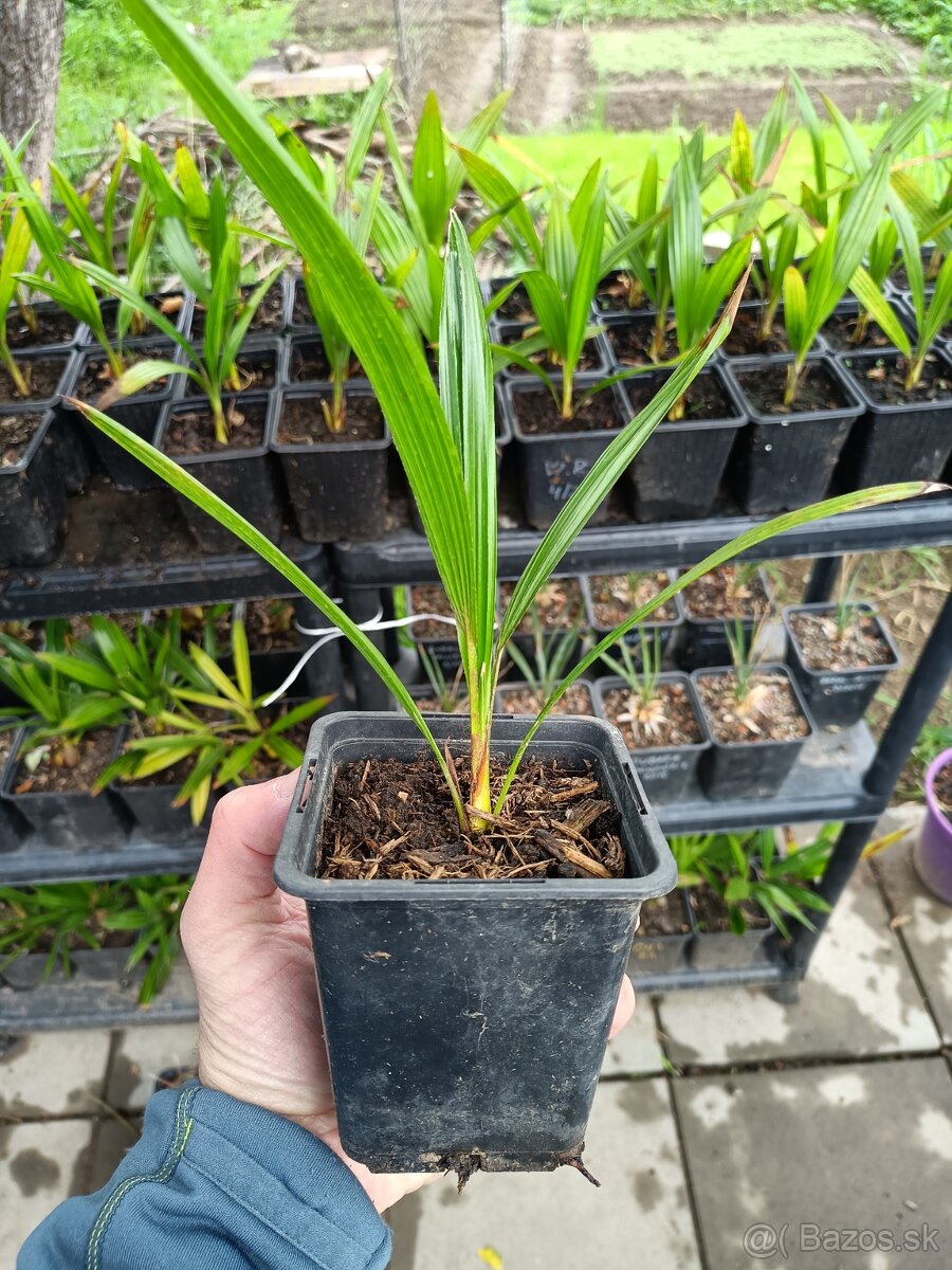 3,5 ročné palmy Trachycarpus Fortunei - 4