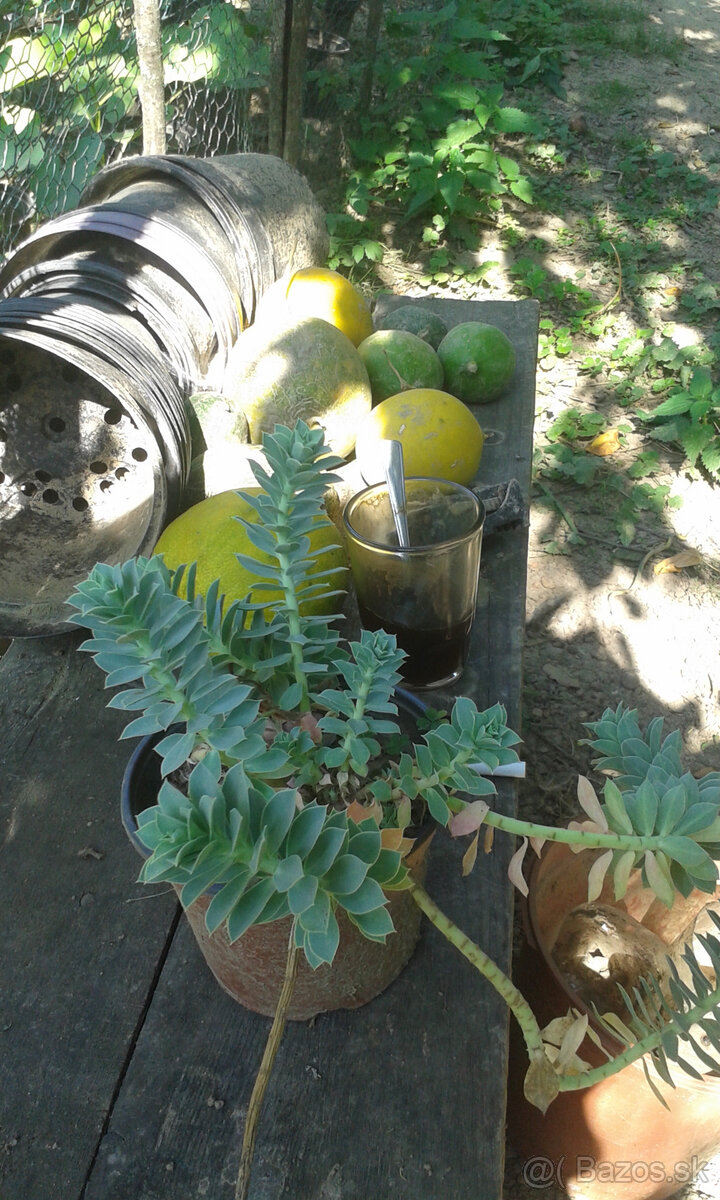 Euphorbia polychromaup - 4