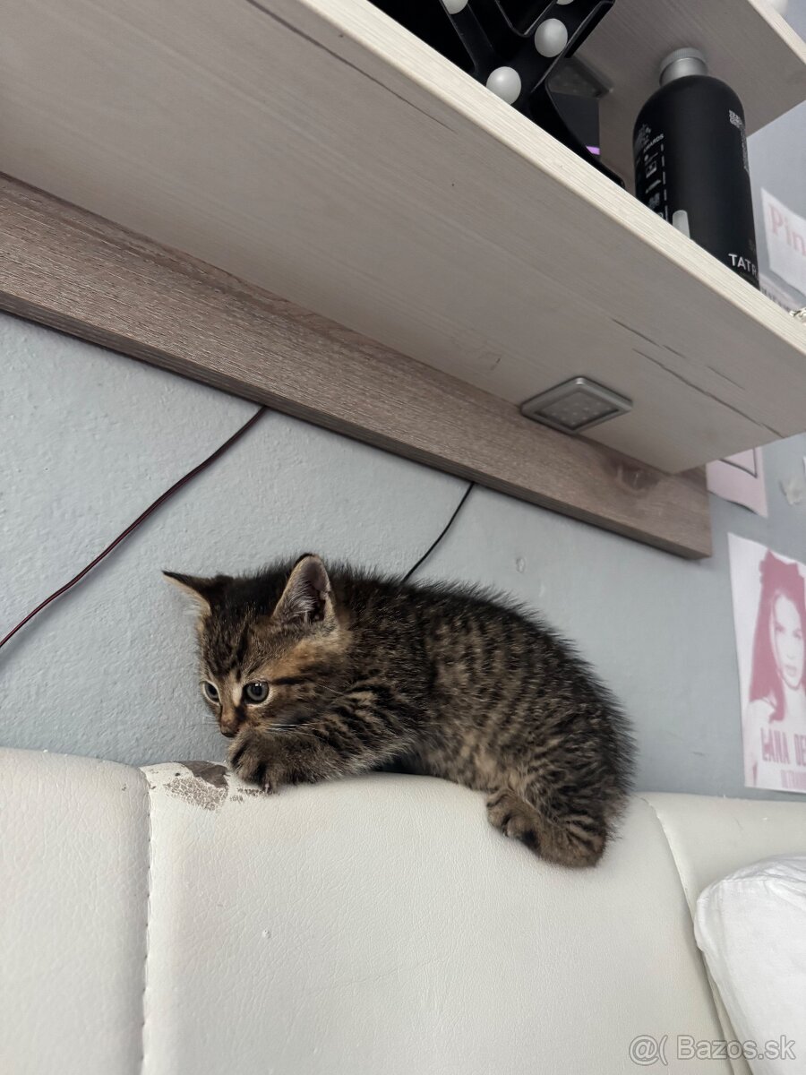Darujem kocúrika - 4