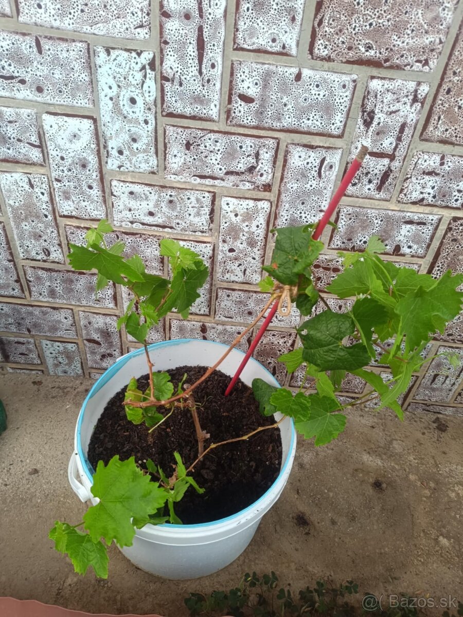 Predám sadenice stolového hrozna Altaj - 4