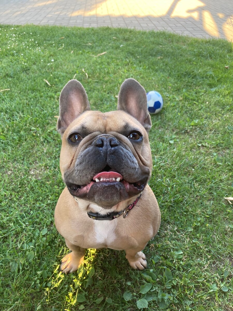 Francúzsky buldoček - 4