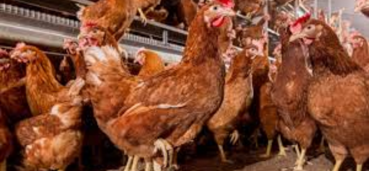 Mládky a Nosnice - 4