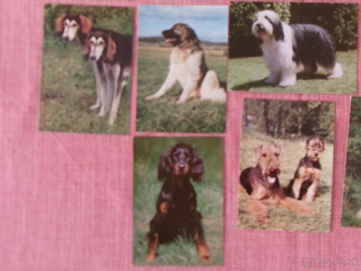 20 pohľadníc psov. - 4