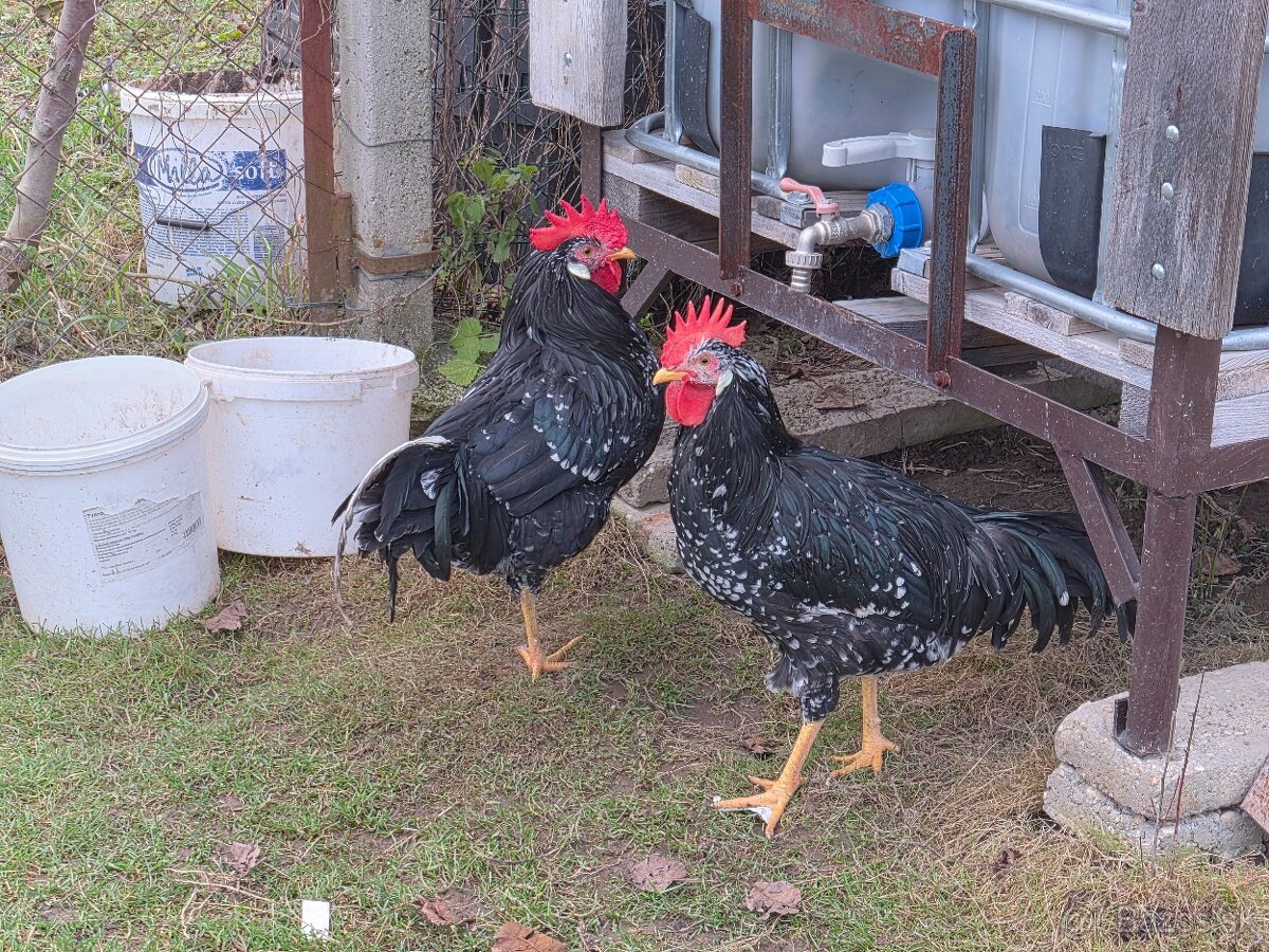 Predam mladych kohutikov - 4