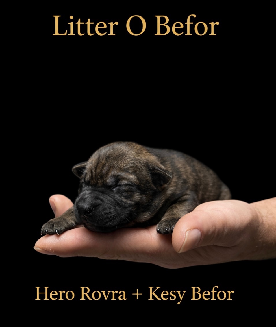 Nemecky ovčiak S PP - 4