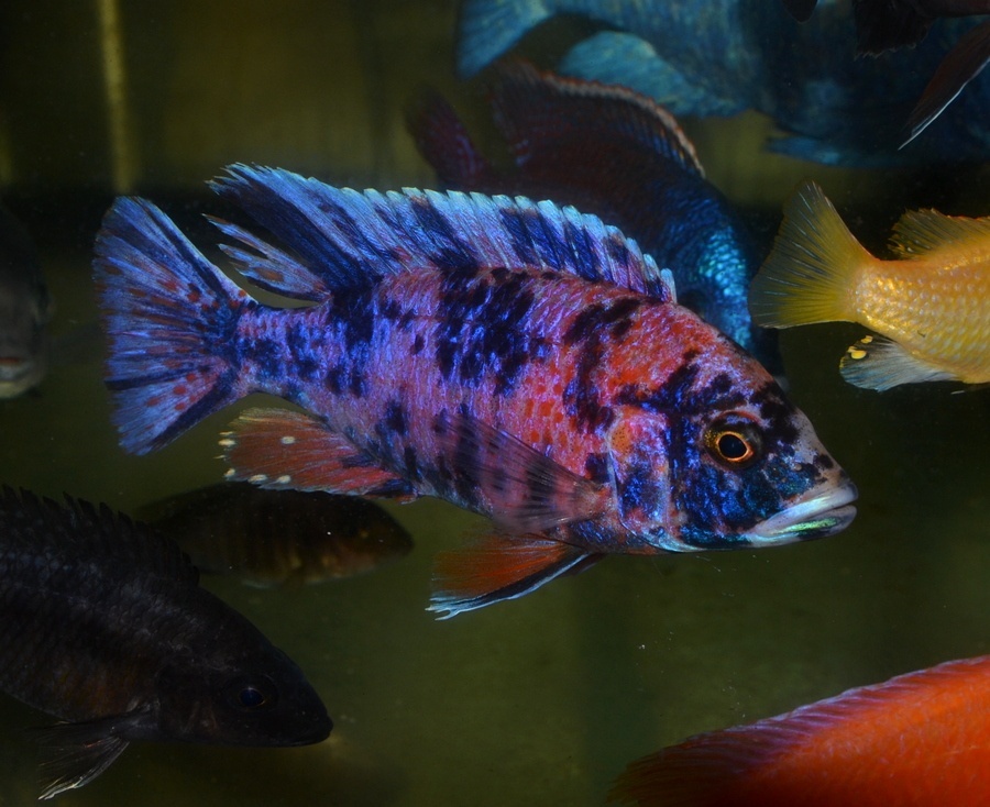 AFRICKÉ CICHLIDY - 4