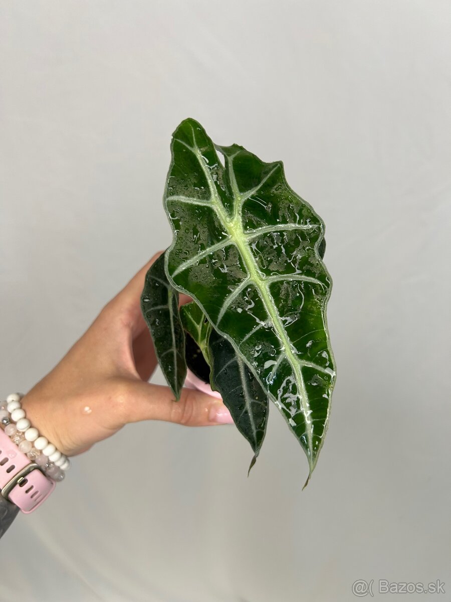 Alocasia Polly (baby) - 4