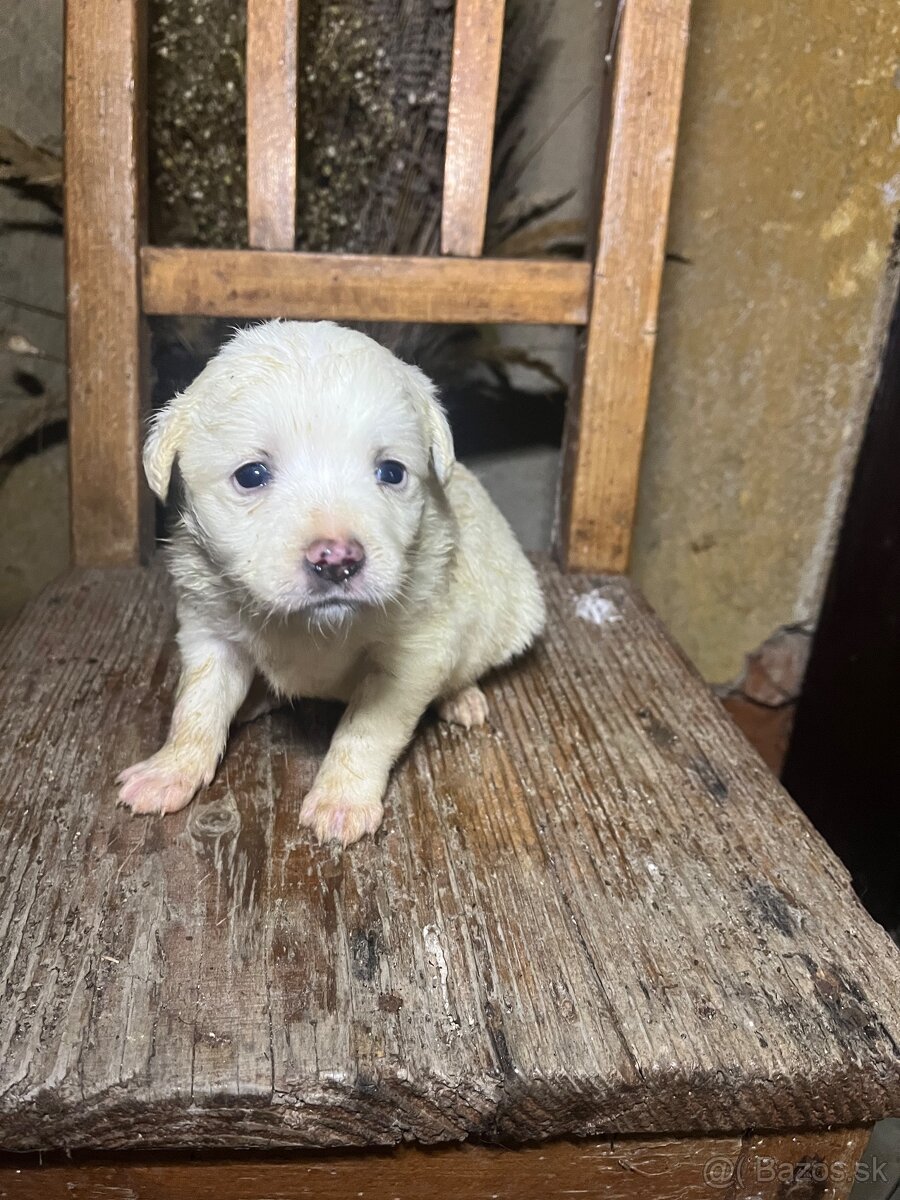 Darujem šteniatka - 4