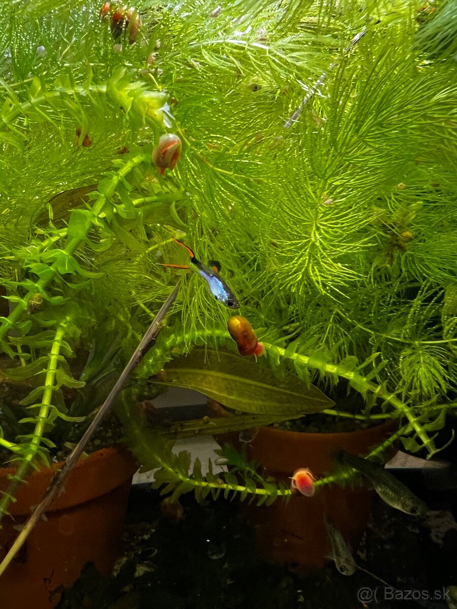 Gupky | Endlerky | Živorodky (NR) - 4