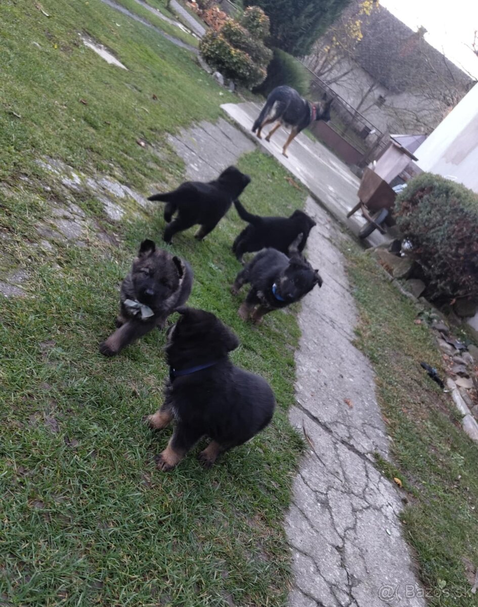 Šteniatka Nemeckého ovčiaka - 4