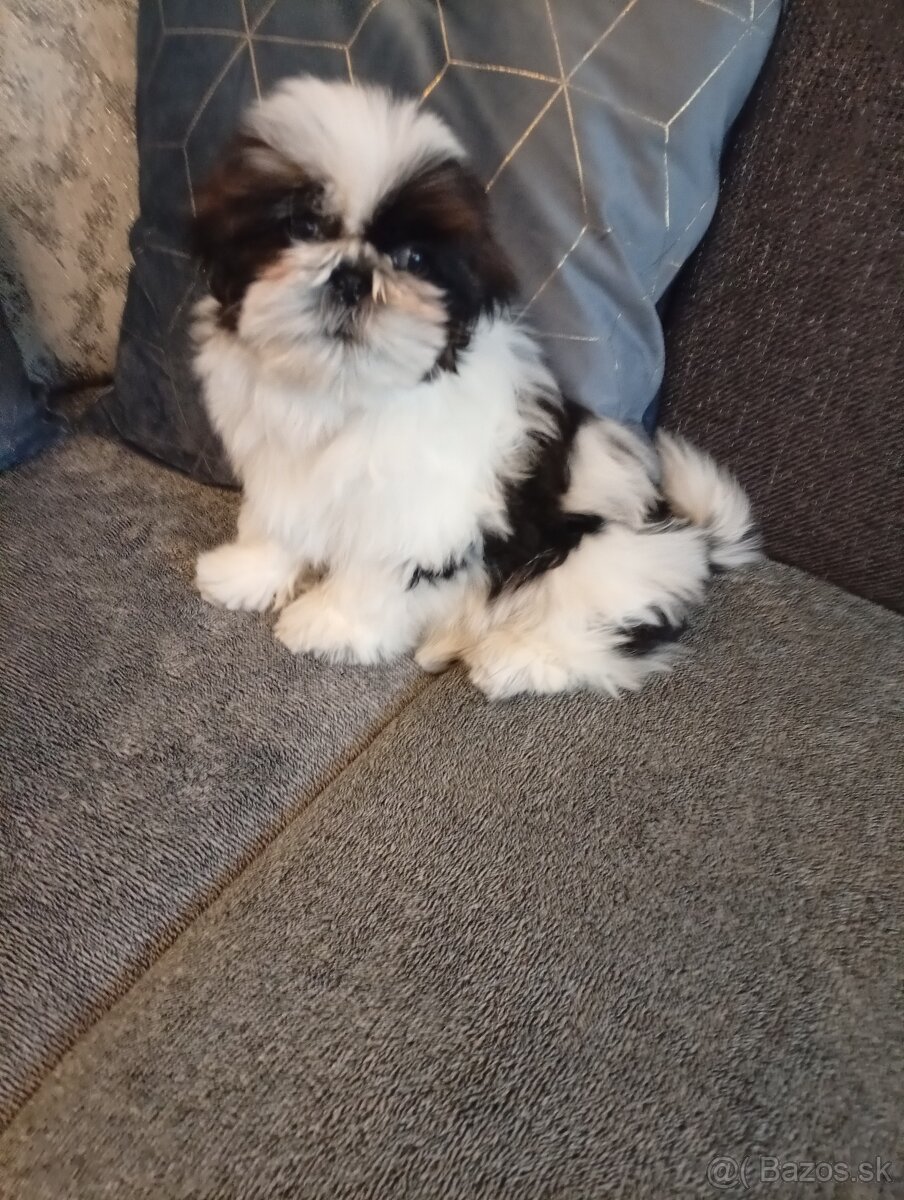 SHIH-TZU - 4