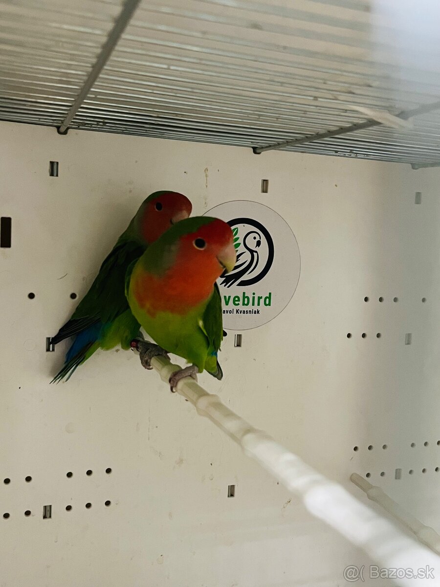 Agapornis Roseicollis - 4