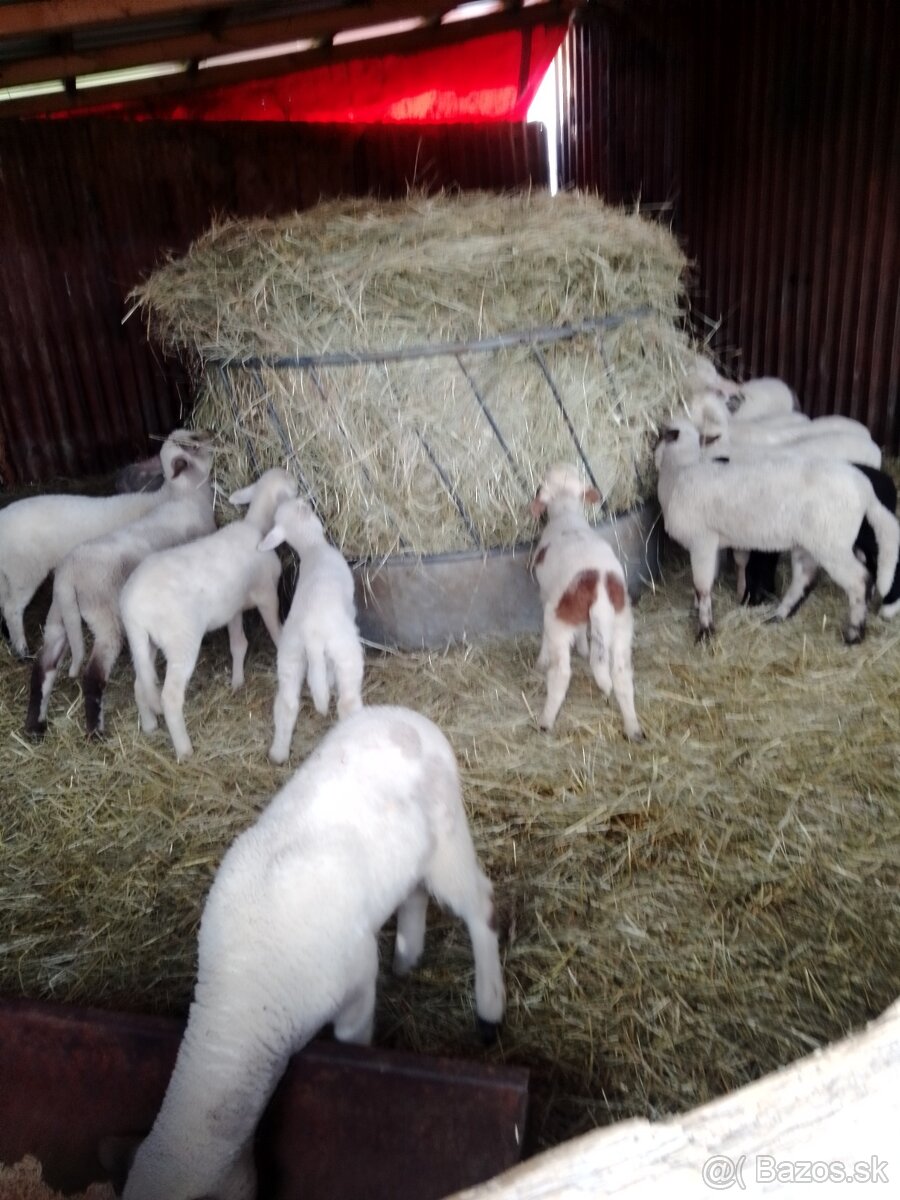 Jahňatá - 4