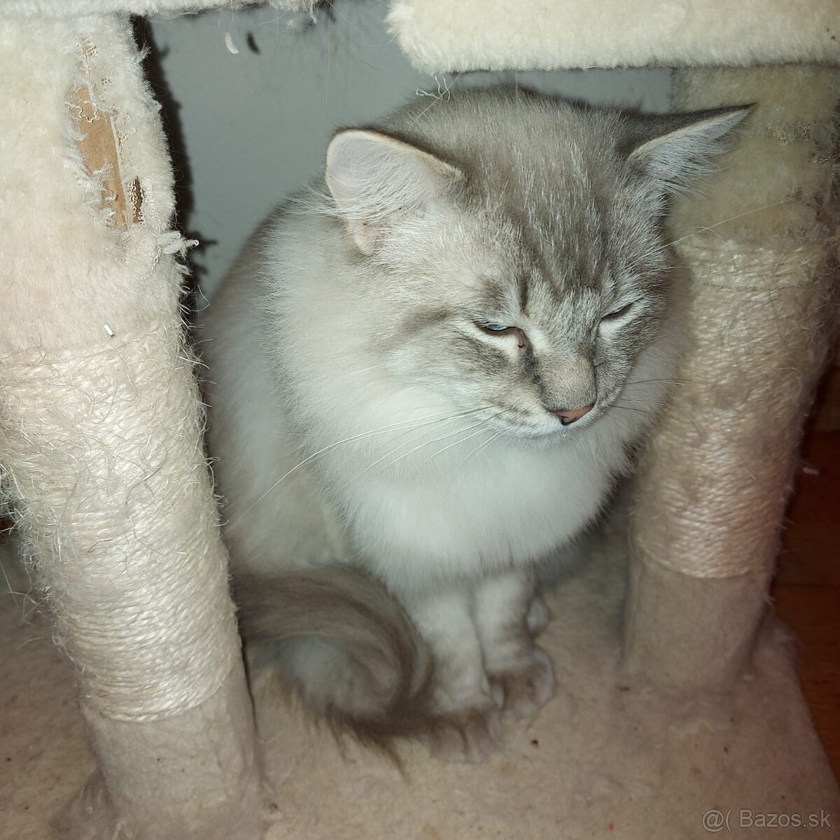 Ponukam kocura ragdoll na krytie - 4