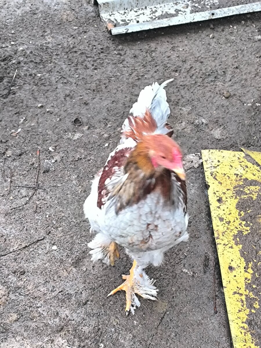 Predám brahman kohúty - 4