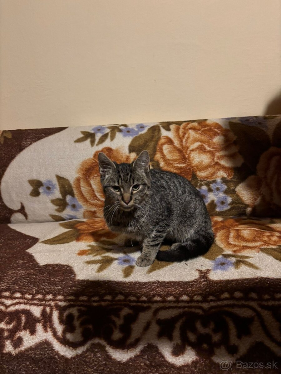 Darujem kocúrika - 4