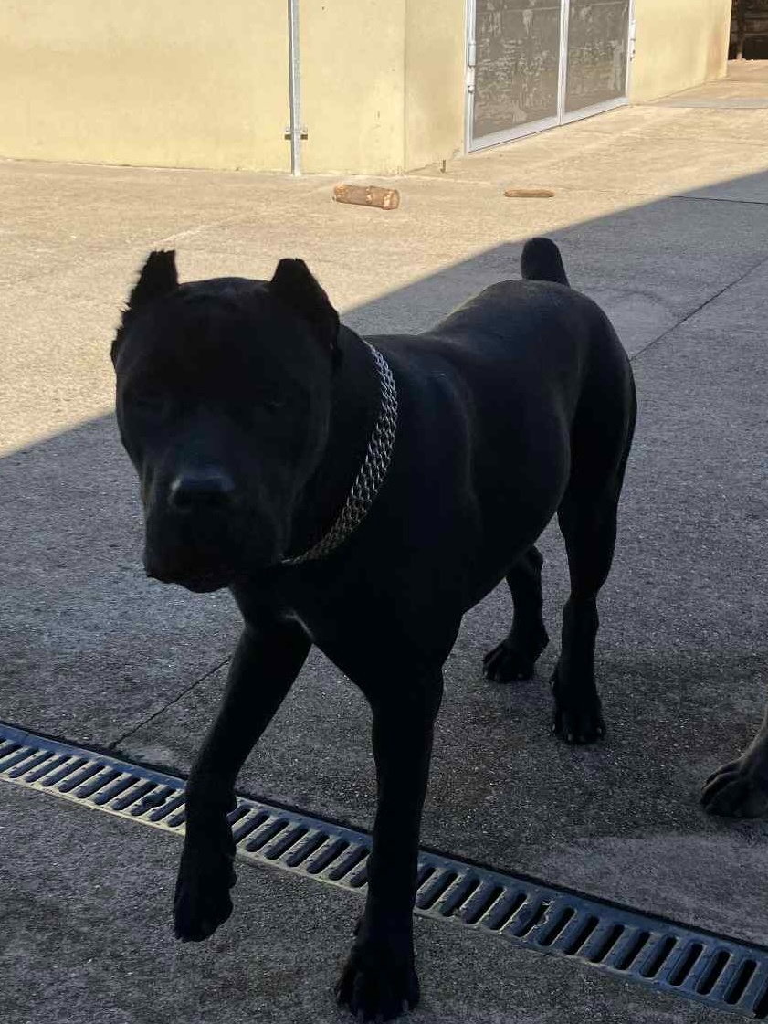 predám sučku Cane corso - 4