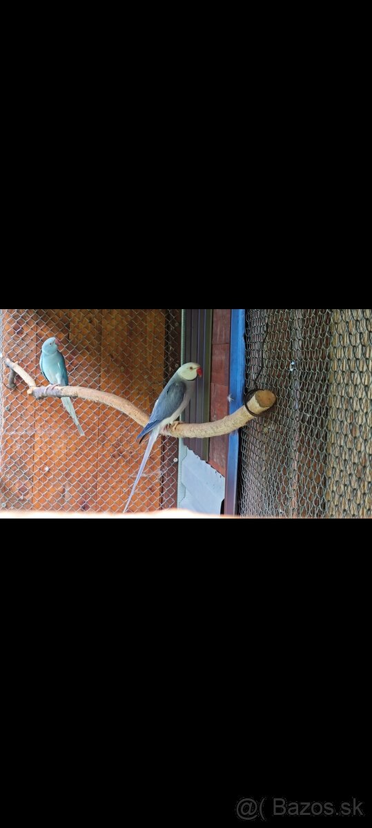 Predám Alexander malý violet Hch - 4