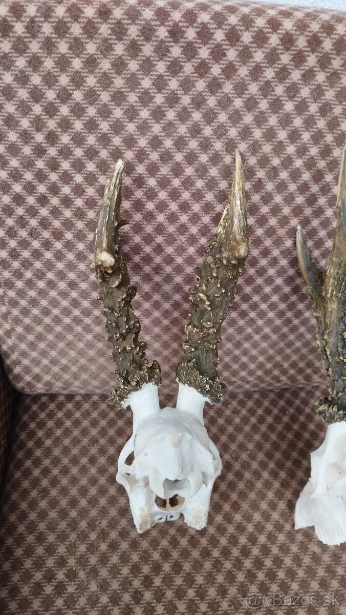 Ponúkame na predaj odliatky zlatých srncou Parožie zhody tr - 4