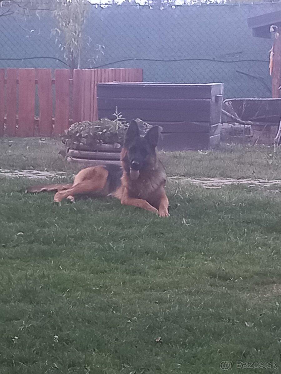 Nemecky ovčiak - 4