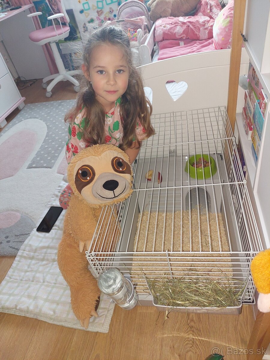 Predá 2 morské prasiatka plus klietka, seno, pliny ,krmivo - 4