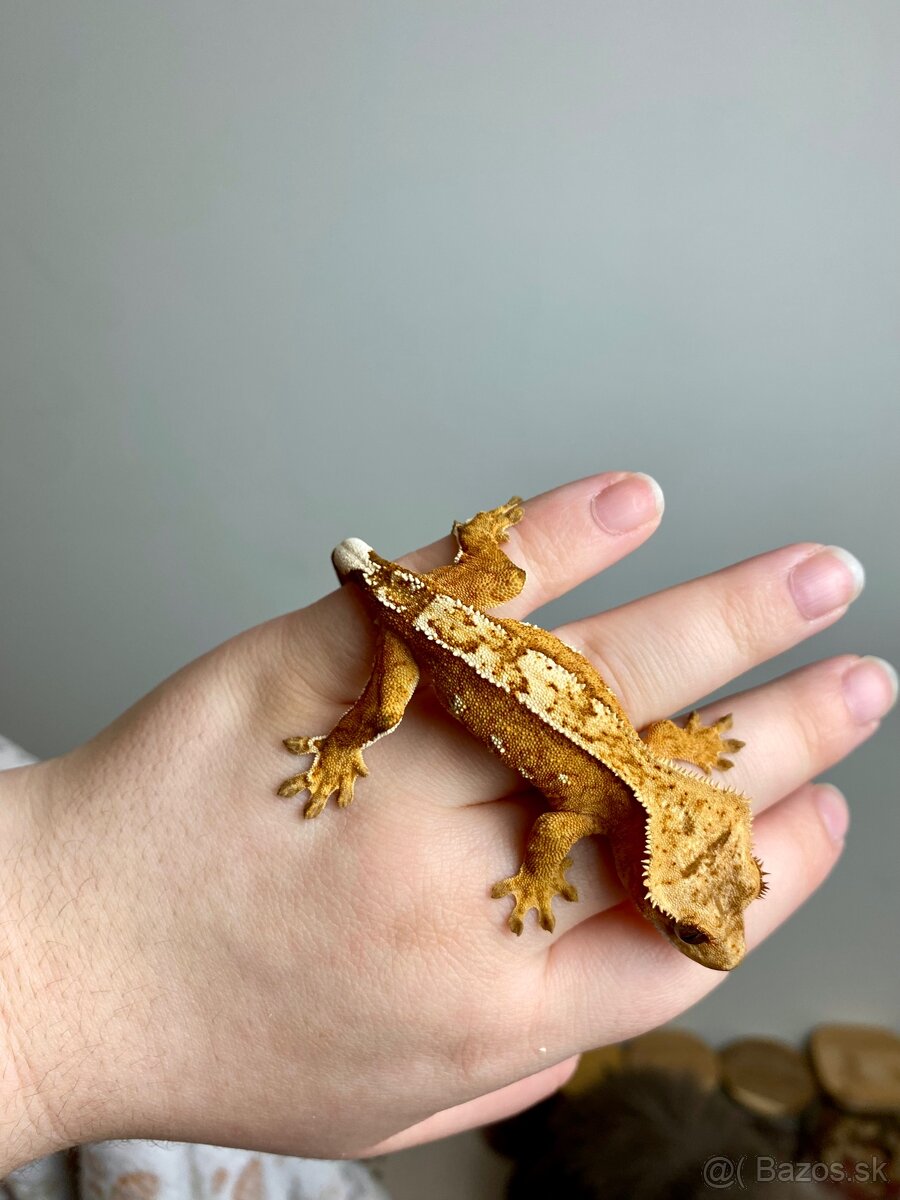 Pagekon riasnaty, gekon HĽADÁ NOVÝ DOMOV - 4