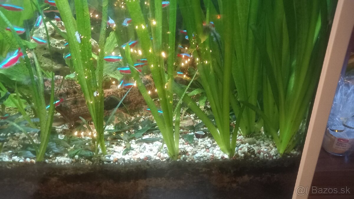 Echinodorus a Vallisneria - 4