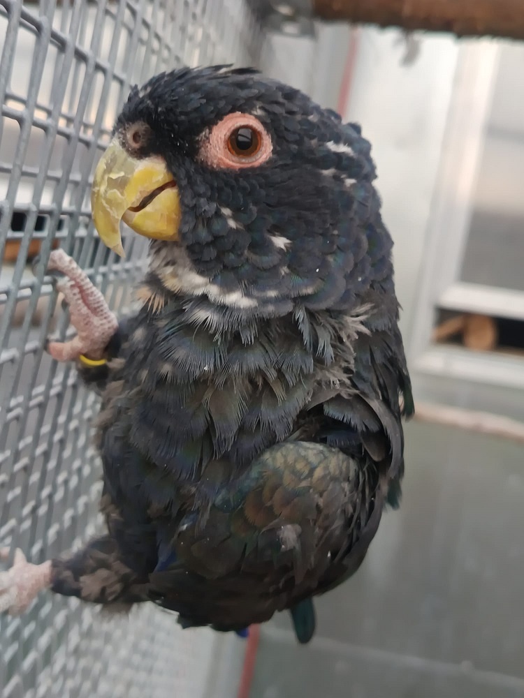 Amazónik bronzovokrídly - 4