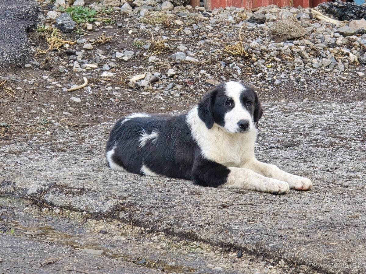 SAO stredoazijsky ovciarsky pes - 4