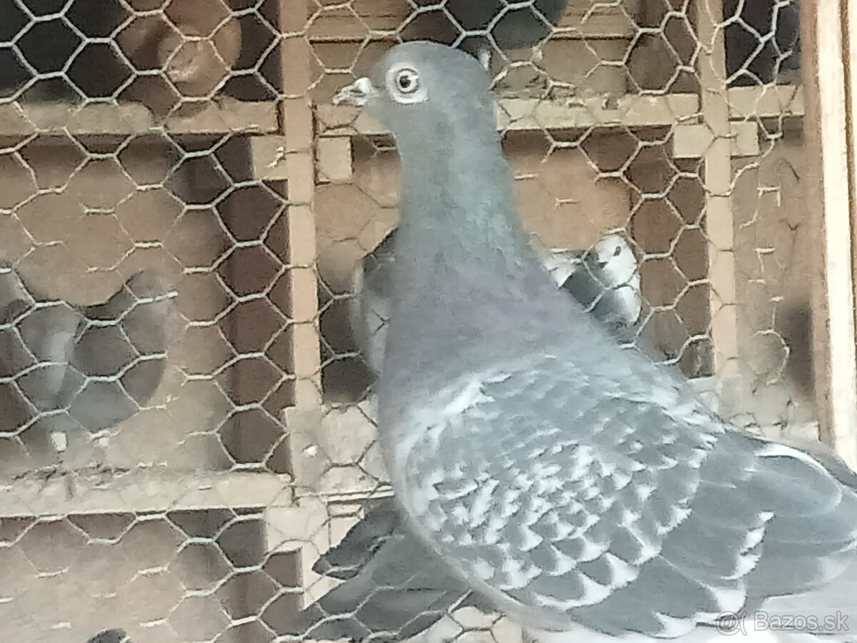 HOLUBY - Košický vysokolleúň. - 4