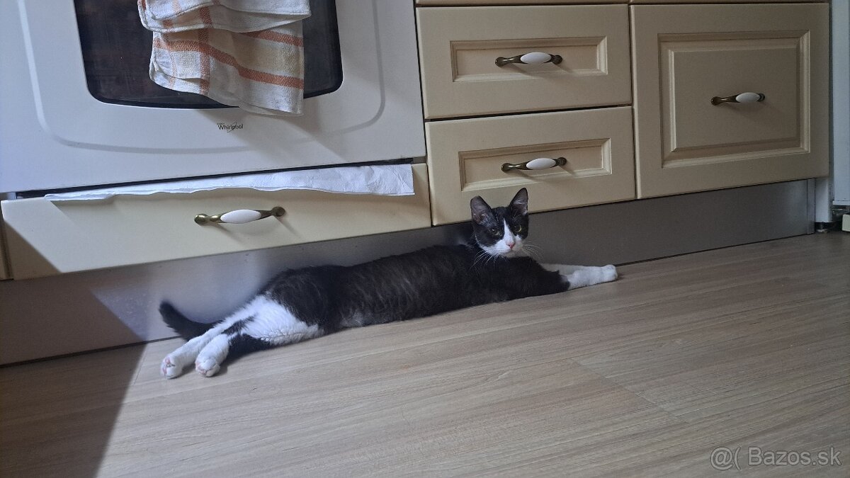 Darujem kastrovanú mačičku - 4