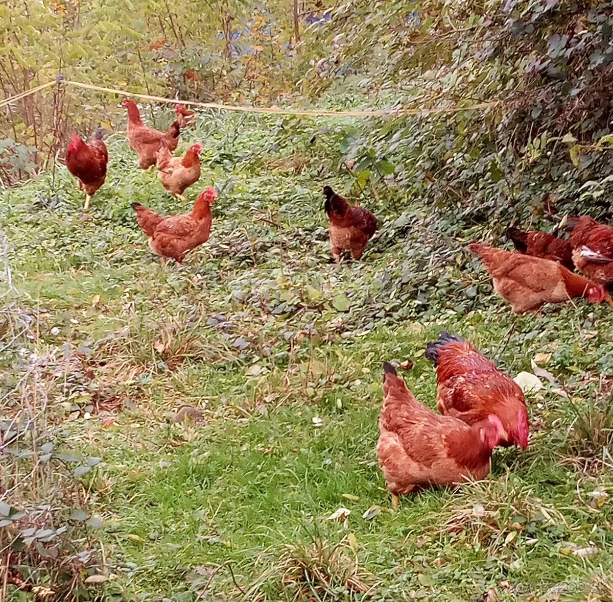 NV kalimero red - 4