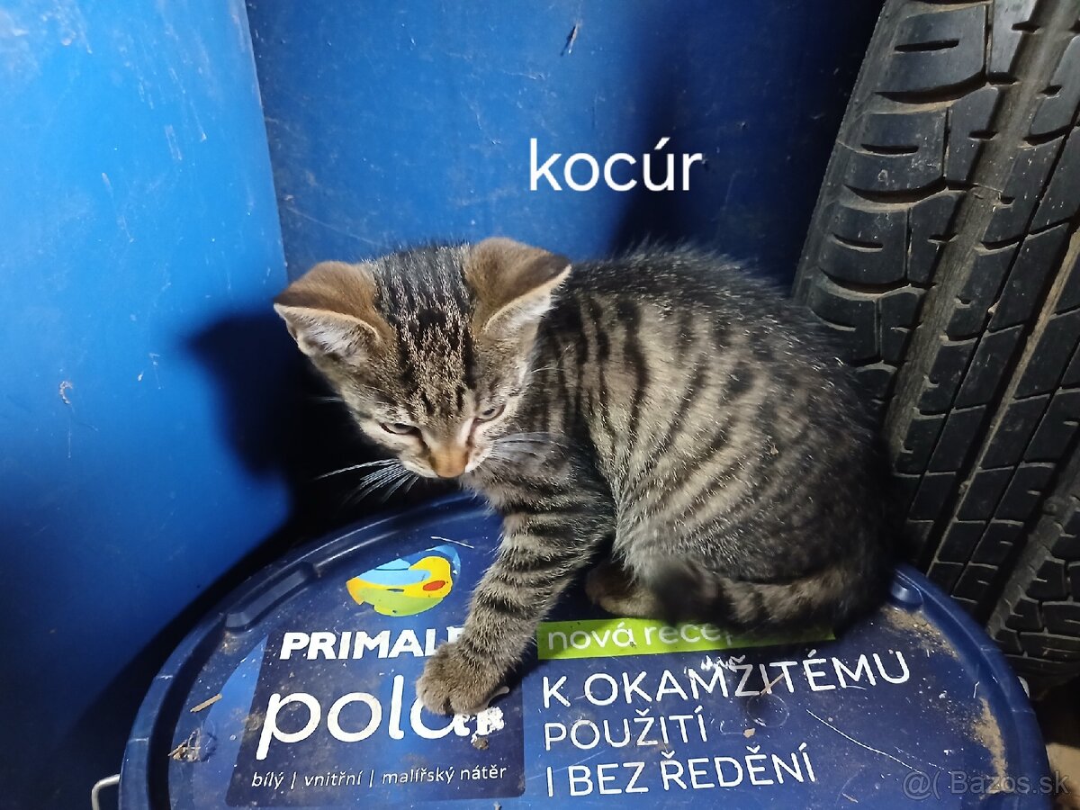 Darujem mačiatka - 4