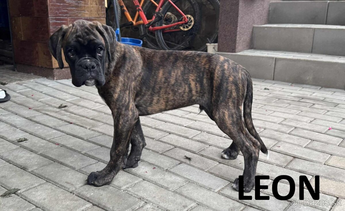 Nemecký boxer šteniatka s PP - 4