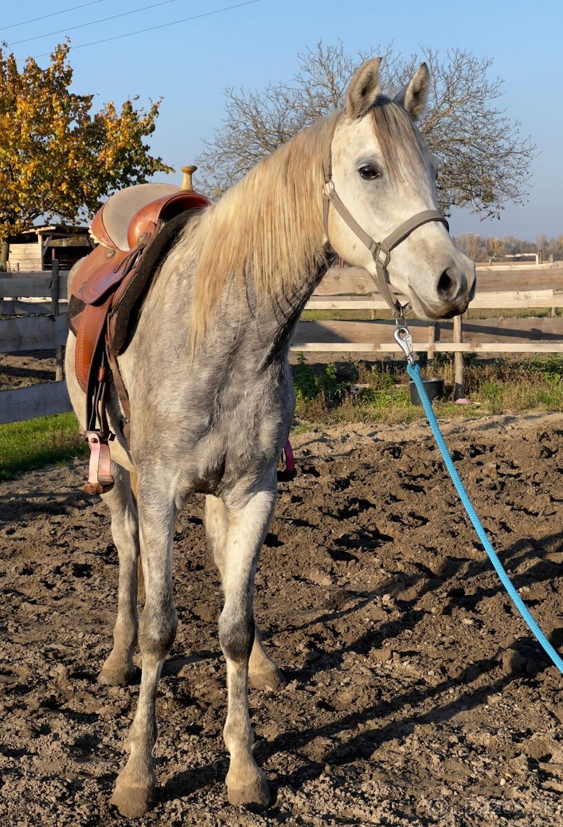 ARABSKÝ PLNOKRVNÍK - 4