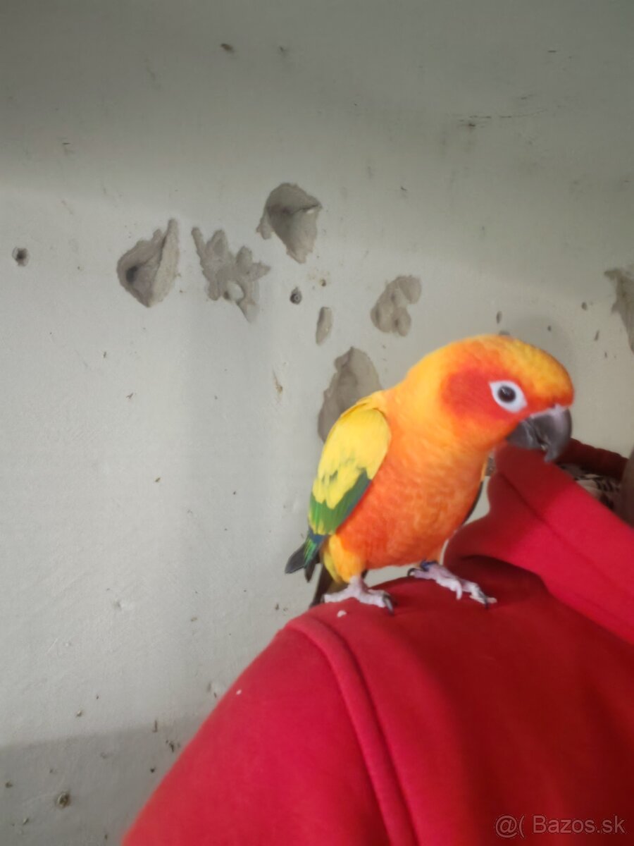 Pár aratinga slnečná - 4