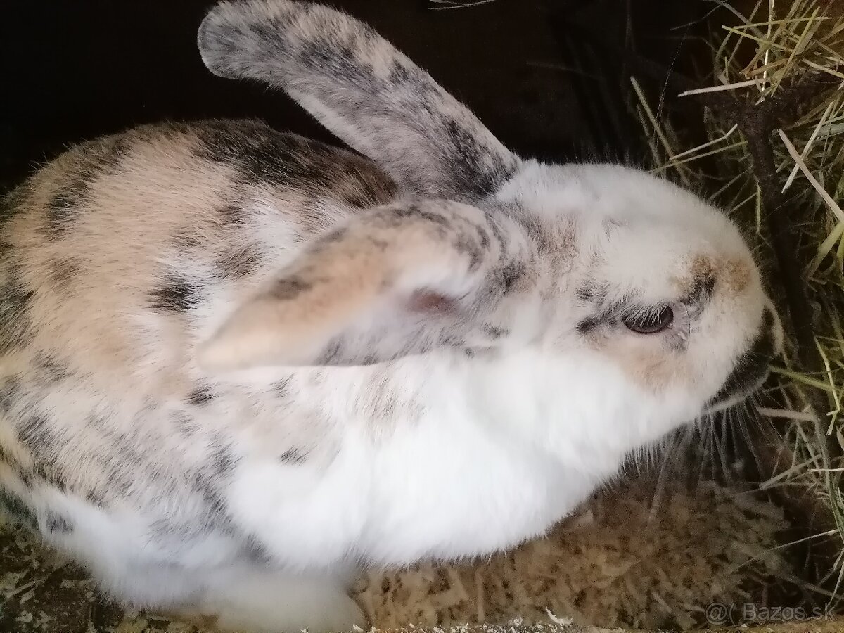 Predám izbové zajačiky - 4