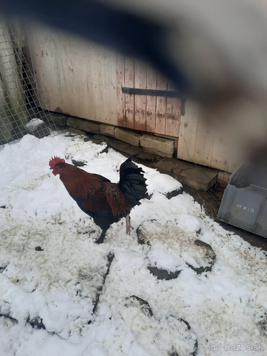 predám kohúta Marans - 4