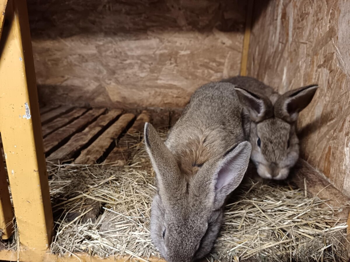 Králiky, zajace - 4